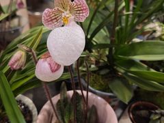 -双季花艺园艺市场(浦东店)