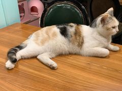 -猫小院猫主题餐厅(三里屯店)