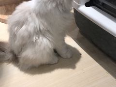 -momokira米努特·德文卷毛猫·棉花面纱犬