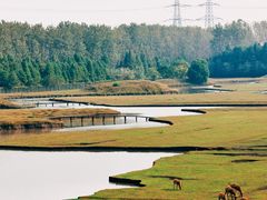 -溱湖国家湿地公园