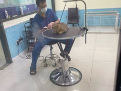 -天宠宠物医院24小时·急重症诊疗中心·全科·腔镜特色(和平分院)