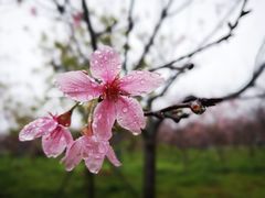 -天适樱花悠乐园