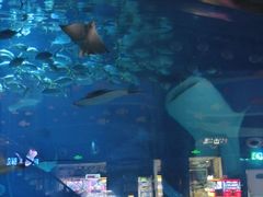 -烟台海昌鲸鲨海洋公园