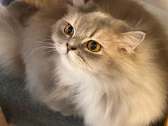 -平行世界·猫咖(首经贸店)