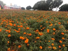 -松山湖梦幻百花洲