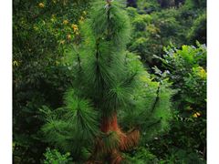 -火炉山森林公园