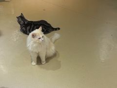 -藏猫猫咖啡主题馆(中央大道店)