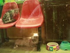 -猫咪博物馆(顶澳仔猫街店)