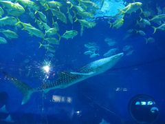 -烟台海昌鲸鲨海洋公园