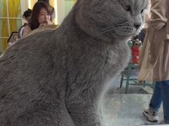 -猫小院猫主题餐厅(南锣旗舰店)