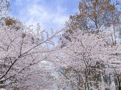 -上海共青森林公园