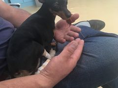 -瑞派·关忠动物医院·猫专科·犬专科(三环新城店)