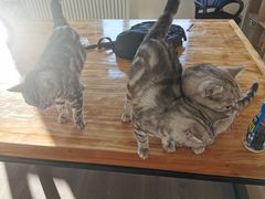-中农大我爱我爱24h动物医院·中医针灸·猫专科·骨科医疗中心(双井店)