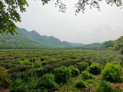 -中国茶叶博物馆(双峰馆区)