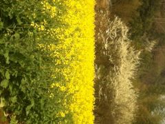 桑洲油菜花-桑洲油菜花景区