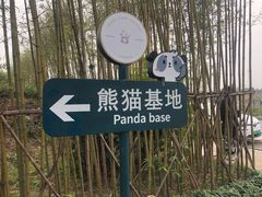 景点-成都大熊猫繁育研究基地