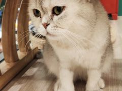 -飞行喵MR PILOT|猫舍·猫咖(静安大融城店)
