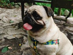 -青峰峡国家森林公园