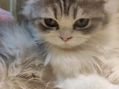 -momokira米努特·德文卷毛猫·棉花面纱犬