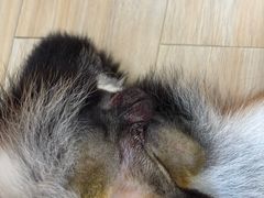 -嘉馨宠物医院·CT影像转诊·心脏科·犬猫全科诊疗中心(下沙大学城院区)