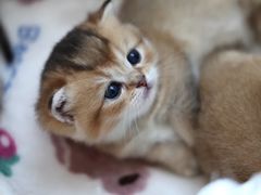 -珠海悠米米努特矮脚猫舍