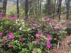 -铁山坪森林公园