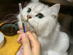 -创凡宠物医院·骨专科  猫科中心(西乡分院)