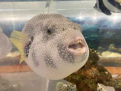 -萌宠奇缘
