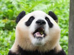 -卧龙中华大熊猫苑神树坪基地
