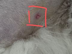 -北京观赏动物医院·24小时大型综合·猫专科·异宠专科