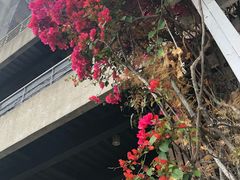 -日月潭