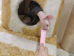 -藏猫猫咖啡主题馆(中央大道店)