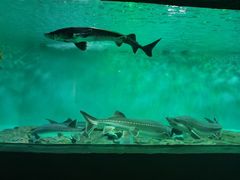 -太平洋海底世界