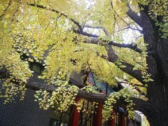 -四川大学(华西校区)