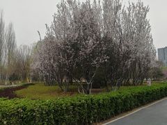 -大兴滨河森林公园