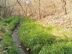 -白水寺森林公园