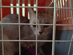 -瑞派福兴宠物医院犬猫全科·骨科·中西医结合(河东店)