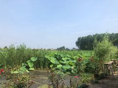 -同銮特种养殖场·龙虾垂钓