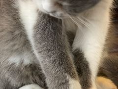 -蓝鲸·缅因猫舍