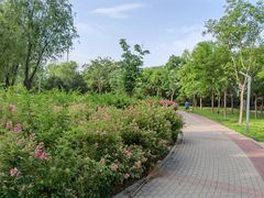 -坝河休闲公园