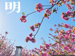 -高东镇樱花园