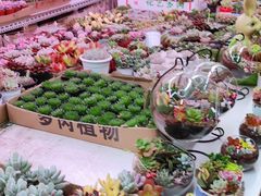 -花鸟鱼虫鲜花绿植市场(玉泉路店)