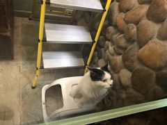 -猫咪博物馆(顶澳仔猫街店)