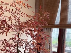 -小茶闲舍·观景商务茶馆(广州塔店)