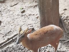 -昆明动物园