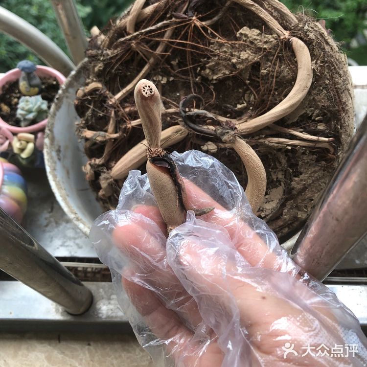 碗莲的简易种植