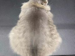 -PETKIT小佩宠物·低压洗护(国顺东路店)