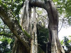 -瑞丽独树成林风景区