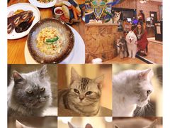 -more than meow吴止猫主题餐厅(承德 中船汇店)