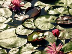 -国家植物园南园